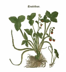 Strawberry Illustration